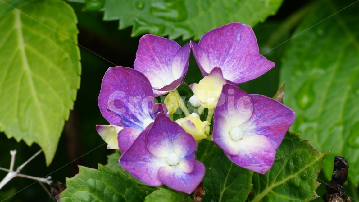 수국,꽃,꽃사진,식물,자연,식물,자연,plants,nature,꽃,flower