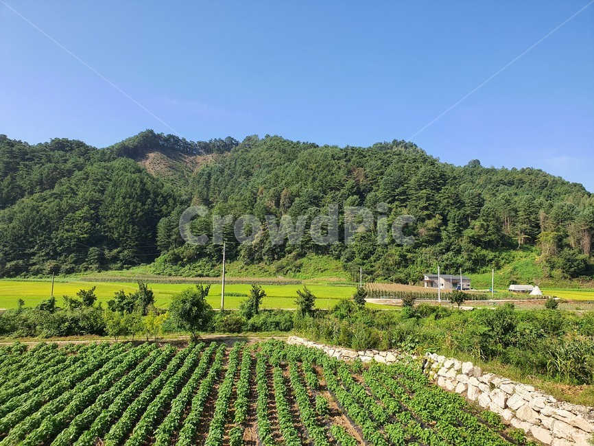 산,하늘,푸른색,나무,시골,밭,자연