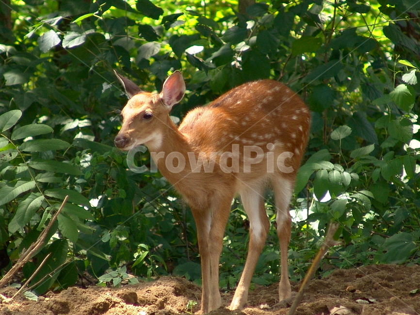 꽃사슴,사슴,아기사슴,예쁜사슴,애기사슴,동물,animal,포유류,mammal