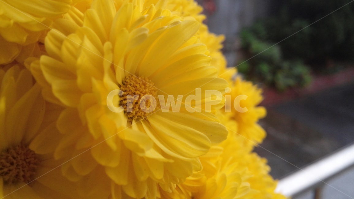 식물,화분,꽃,노랑,아름다움,식물,자연,plants,nature,꽃,flower