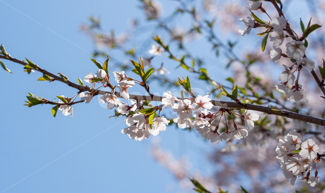 벚꽃,봄꽃,꽃,계절,spring,season,cherrymlossoms,꽃축제,파란하늘,푸른하늘,자연,가로수,벚꽃축제,연분홍색,핑크색,바탕,공원,flower,nature,garden,beautiful,예쁜,봄,나무,수수한