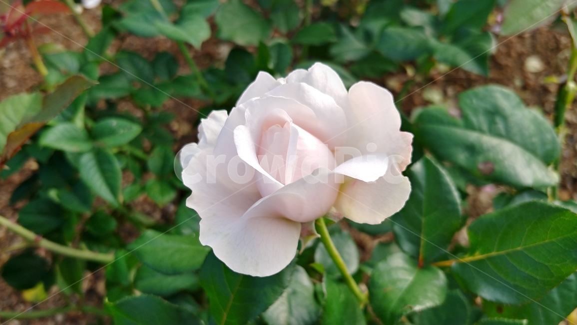 식물,flower,꽃,rose,장미,식물,자연,plants,nature,꽃,flower