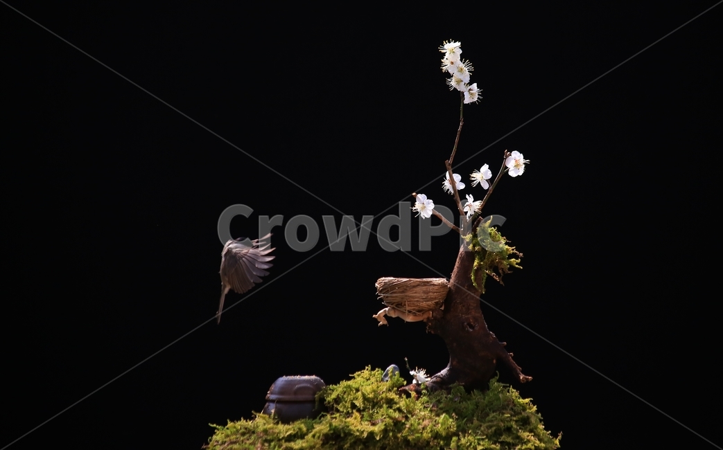 jar,항아리,pottery,도기류,pottedplant,화분,animal,동물,bird,새,plant,식물,tree,나무,새집,이끼,동박새,매화나무,매화,식물,자연,plants,nature,꽃,flower,동물,animal,조류,새,birds