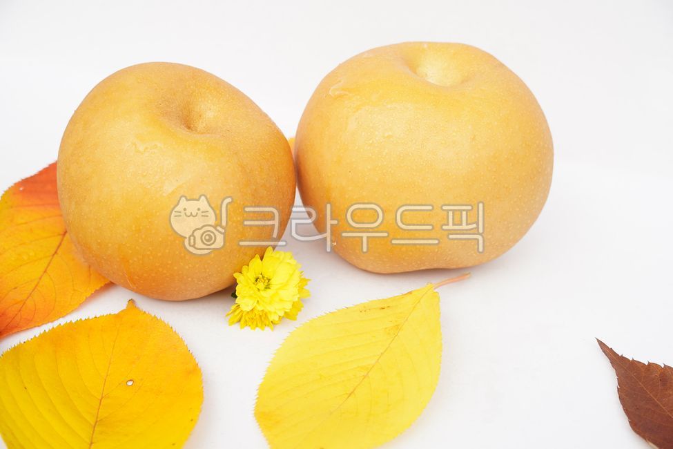 배, pear, 가을, 과일, fruit, 사진,이미지,일러스트,캘리그라피 - BingBing작가