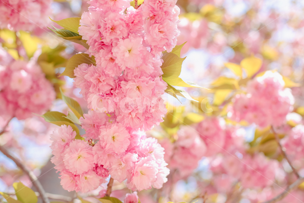 겹벚꽃,벚꽃,꽃,봄,분홍색,봄꽃,봄,계절,spring,season,식물,자연,plants,nature,꽃,flower,plant,blossom