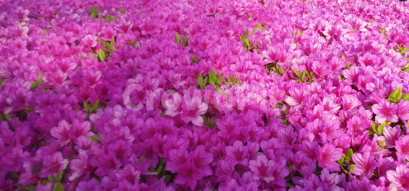 철쭉꽃,진달래과,낙엽관목,개꽃나무,관상용,철죽,조경용,식물,자연,plants,nature,꽃,flower