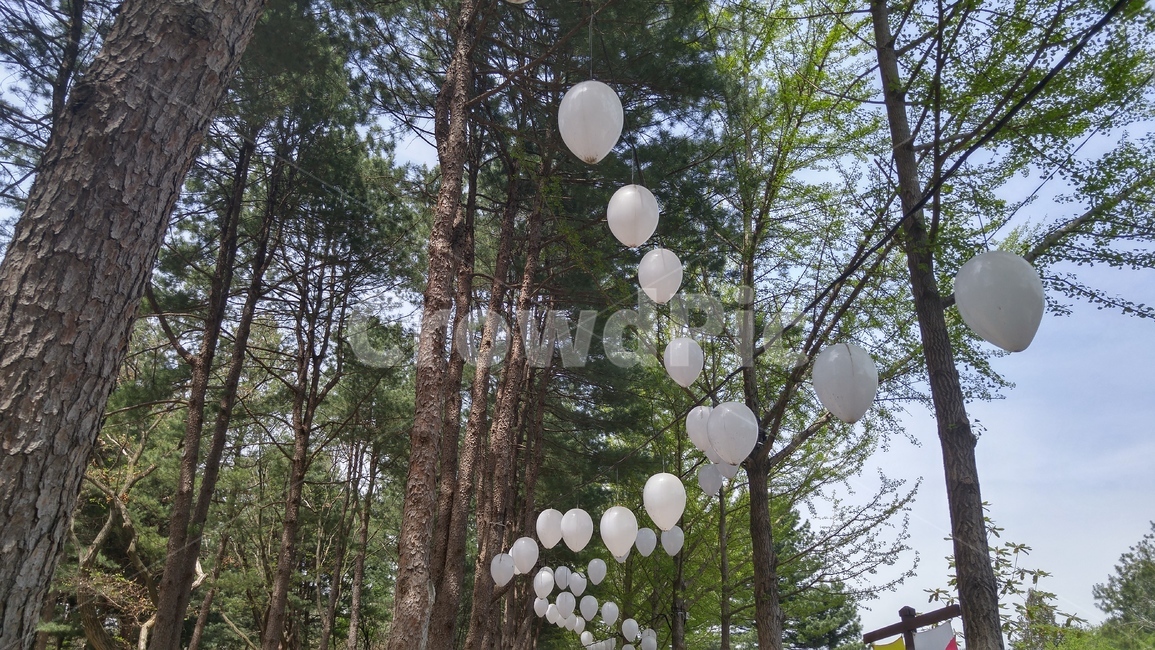 남이섬,나무,숲,초록,봄,풍선