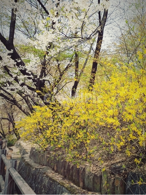 봄,개나리,벚꽃,꽃,꽃길