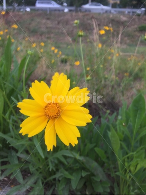 코스모스,꽃,노란,식물,자연,cosmos,flower,yellow,nature,plants,식물,자연,plants,nature,꽃,flower