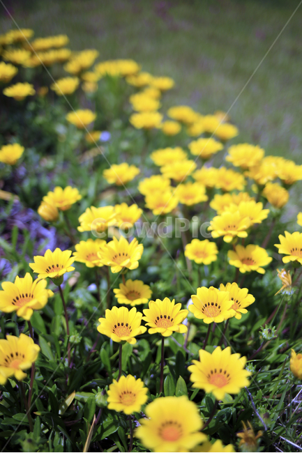 가자니아,식물,꽃,노랑,봄,식물,자연,plants,nature,꽃,flower