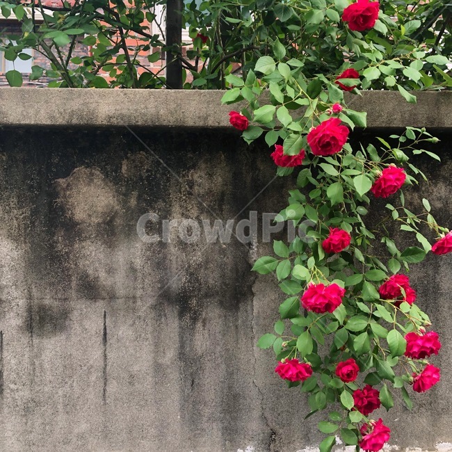 꽃,flower,장미,rose,담벼락