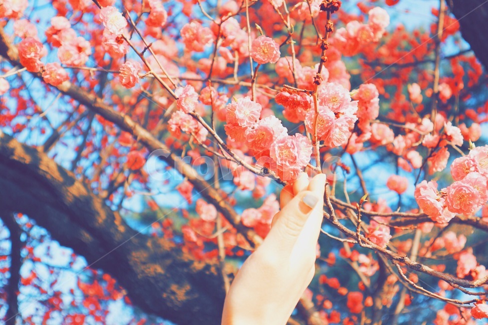 매화,홍매화,봄,꽃,다홍,flower,자연,floral,현충원,spring,season,plants,nature,손,여자손