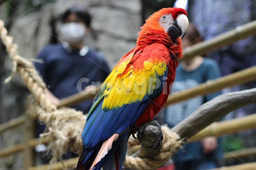 animal,동물,bird,새,앵무새,parrot,macaw,동물,animal,조류,새,birds