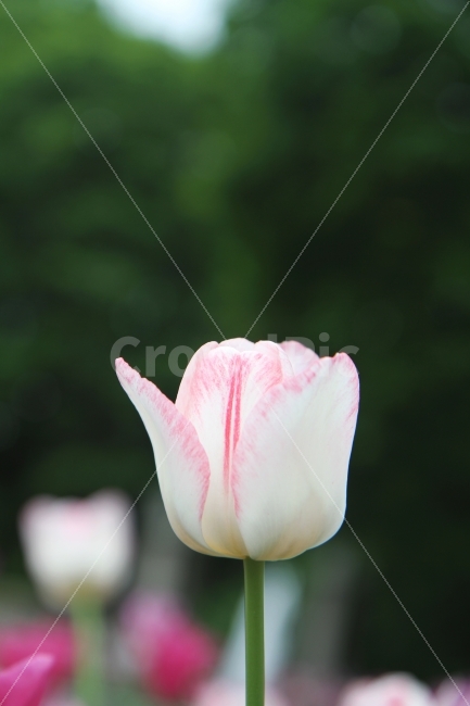 튜울립사진,꽃사진,식물사진,감성사진,튤립,식물,자연,plants,nature,꽃,flower
