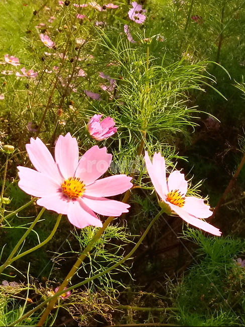 코스모스,꽃,plant,flower,commoncosmos,길국화,꽃잎,가을꽃,식물,자연,plants,nature,꽃,flower