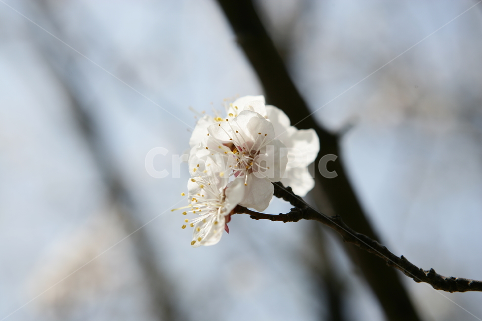 벚꽃,꽃,봄꽃,봄,식물,식물,자연,plants,nature,꽃,flower
