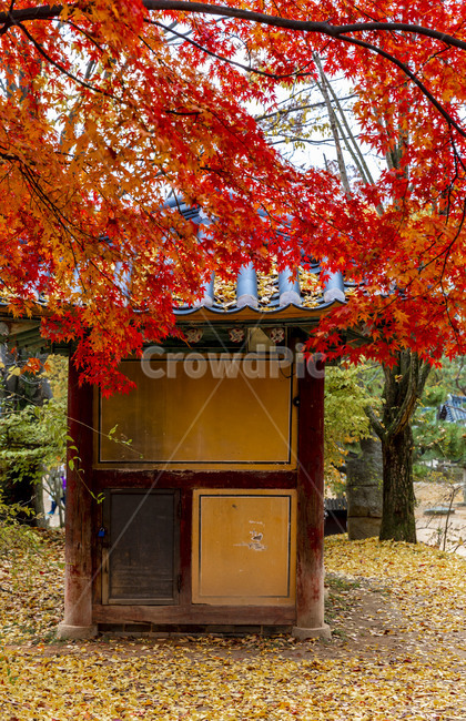 가을,감성,한국의미,낙엽,단풍,한국민속촌,식물,나무,잎,maple,가을,계절,fall,autumn,season,한국전통,한국문화,korean traditional,korean culture,건축물,건물외관,exterior,building,structure,architecture,construction,tree,plant,leaf
