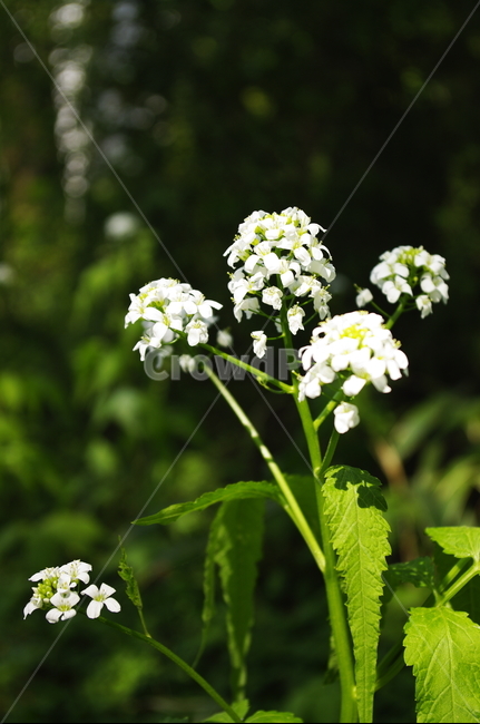 광대싸리,꽃,flower,계절,봄,spring,식물,plant,자연,nature,식물,자연,plants,nature,꽃,flower
