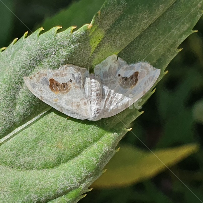 곤충,insect,animal,plant,식물,곤충,벌레,insect,bug