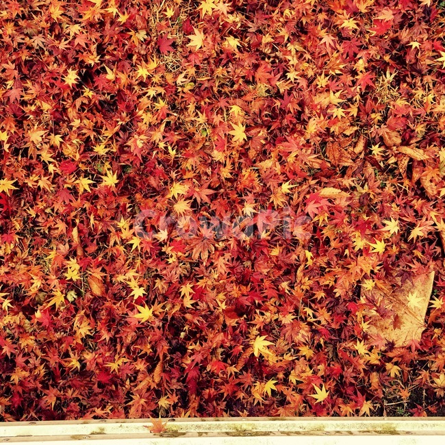 가을,낙엽,레드,단풍,감성사진,색감,색채,autumn,fall,season,가을,계절,fall,autumn,season
