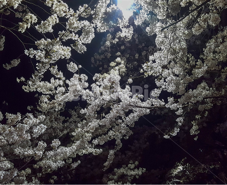 벚꽃,나무,야경,저녁,가로등,식물,자연,plants,nature,꽃,flower