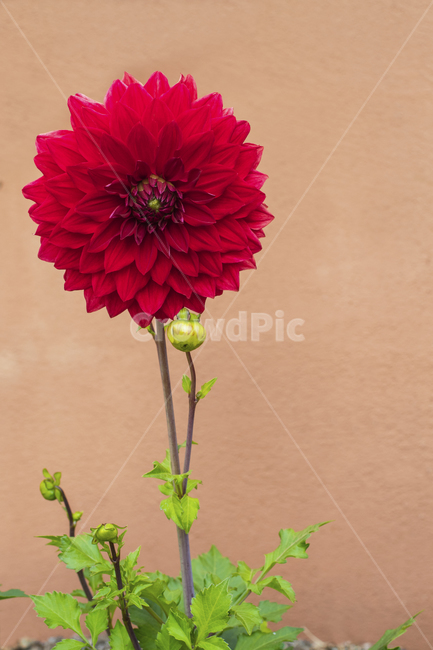 dahlia,달리아,blossom,꽃,plant,식물,국화,빨강,봄배경