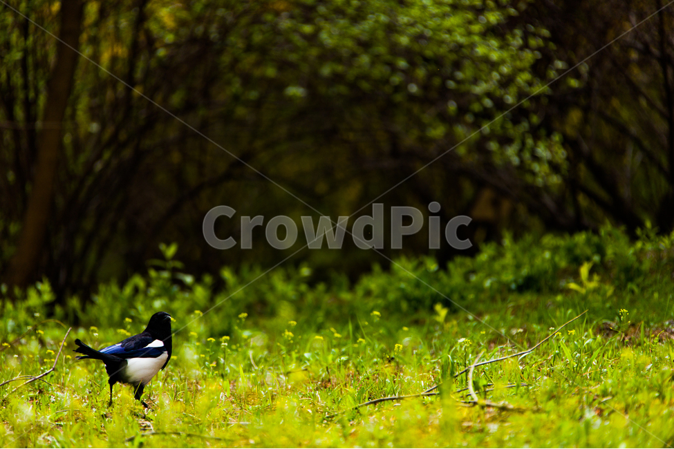 봄,새,까치,수목원,들,봄,계절,spring,season,동물,animal,조류,새,birds,bird