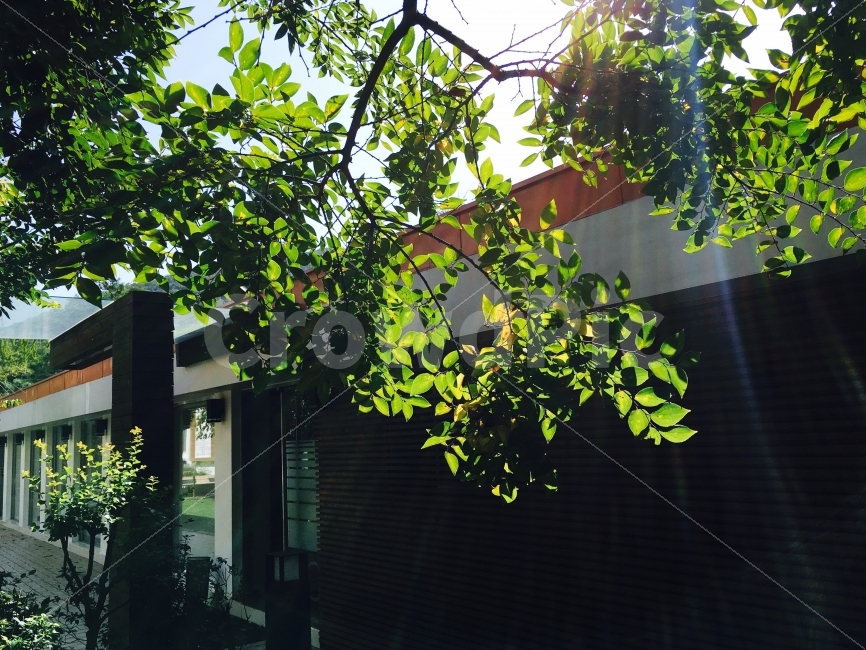 야외,낮,나무,햇빛,날씨,초록,나뭇잎,자연,힐링,풍경,휴식,nature,landscape,tree,green,rest,relaxation,healing,감성,식물,자연,plants,nature,나무,trees,wood,건축물,건물외관,exterior,building,structure,architecture,construction