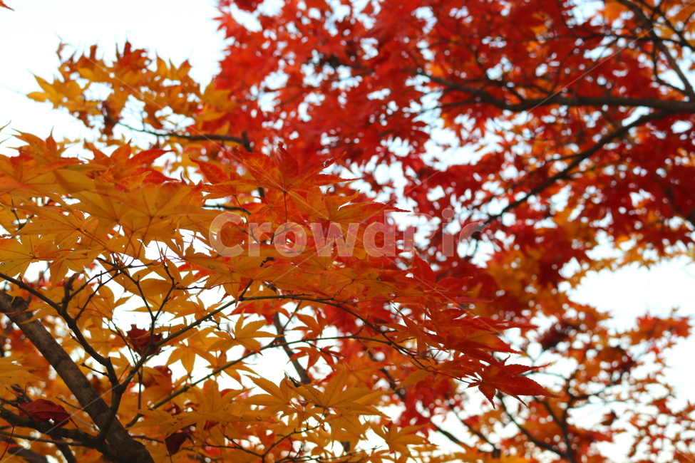 단풍,단풍나무,나무,식물,가을,자연,가을,계절,fall,autumn,season,식물,자연,plants,nature,leaf,잎,plant,tree,maple
