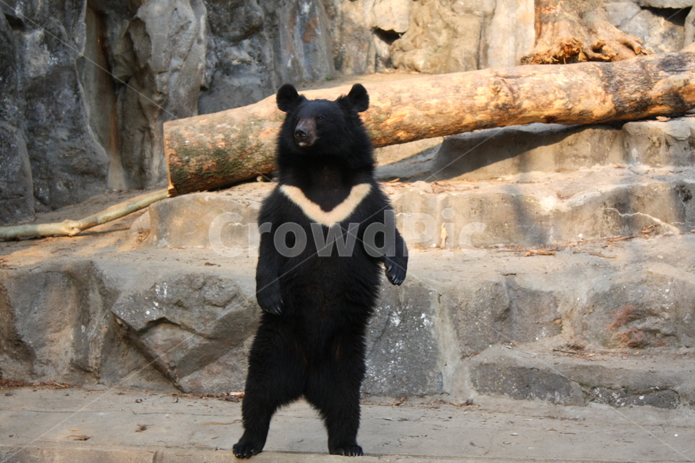 곰,동물,bear,animal,포유류,야생동물,동물,animal,포유류,mammal