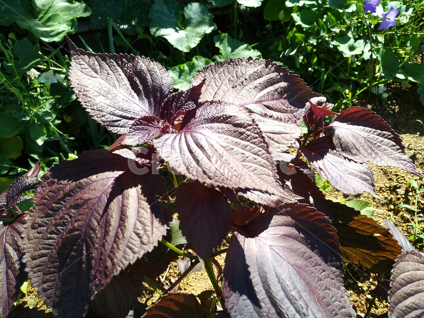 자소옆,약용식물,약용,농작물,약용재배,식물,자연,plants,nature