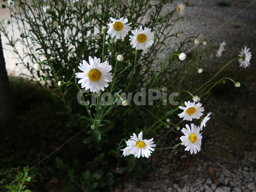 꽃,봄꽃,flower,계란꽃,개망초,whitetop,annualfleabane