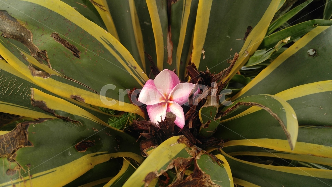 꽃,열대,선인장,pink,blossom,식물,자연,plants,nature,꽃,flower