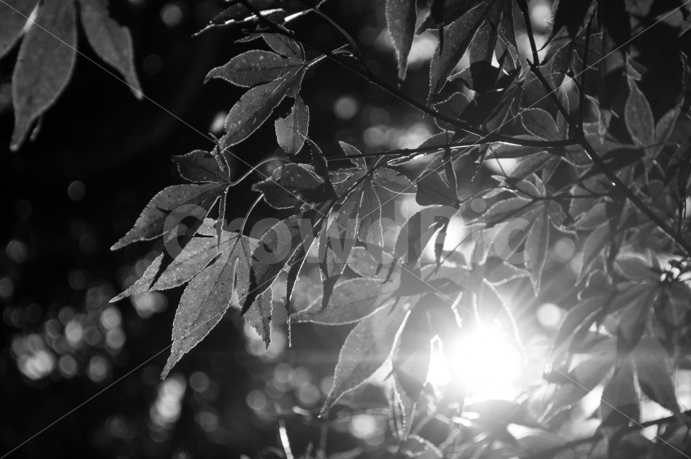 단풍나무,가을,가을햇살,나무,자연,역광,흑백,NilkoD90,식물,자연,plants,nature,흑백,모노톤,monochrome,black and white