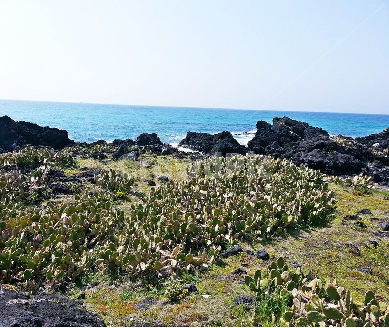 제주도,월령리,선인장,해안선,올레길,백년초,바다,자연,풍경,nature,landscape,한국자연풍경,한국자연경관,korea nature landscape,제주도,jeju,jeju island,ground,바닥