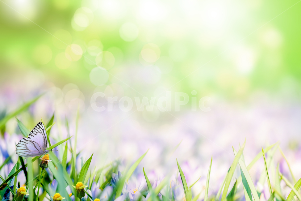 봄,꽃,정원,꽃밭,여름,봄배경,배경,나비,봄,계절,spring,season