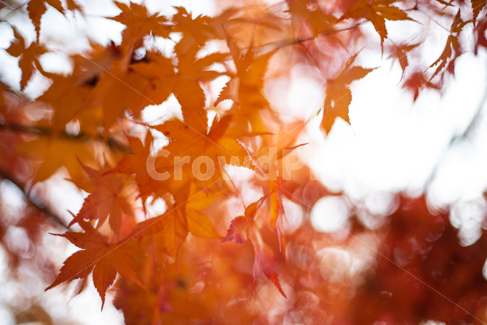 가을,단풍,단풍잎,단풍나무,나무,가을,계절,fall,autumn,season,plant,식물,leaf,잎,tree