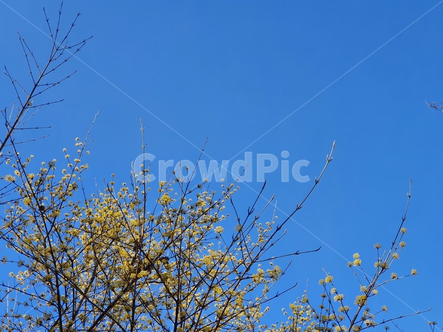 봄,하늘,나무,산수유,노란색,봄,계절,spring,season