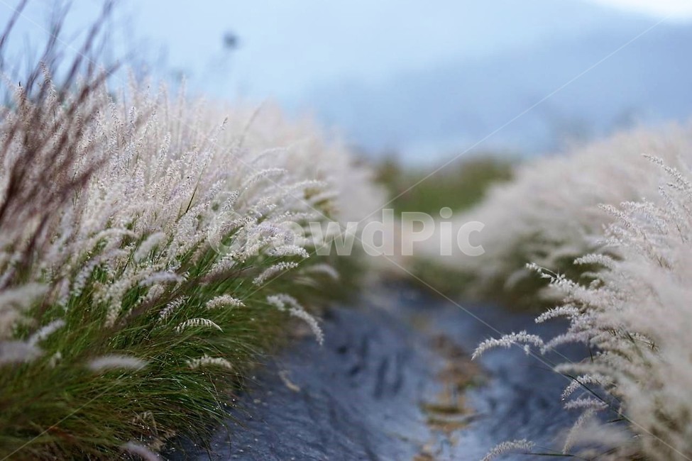 가을,억새,자연,식물,하늘,흰색,초록색,풍경,감성,서정,nature,season,autumn,fall,white,green,가을,계절,fall,autumn,season,식물,자연,plants,nature,outdoors,옥외,ice,빙,frost,서리,snow,눈,grass,잔디,plant