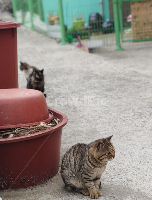 길고양이,고양이,동네,정겨음,시골,동물,animal,포유류,mammal,고양이,cat,kitten,kitty