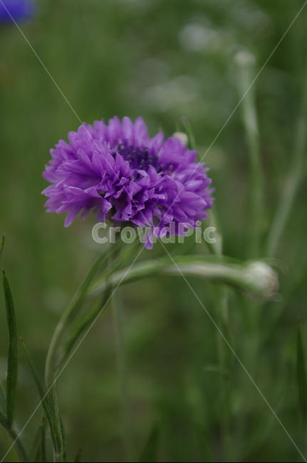 꽃,flower,식물,plant,자연,nature