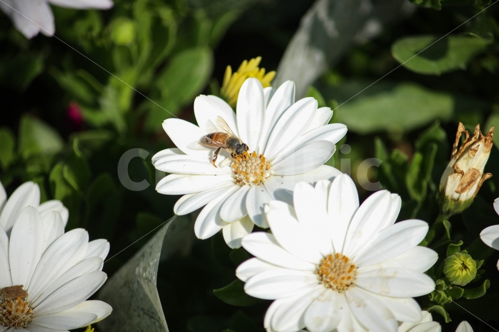 꽃,식물,자연,벌,꿀벌,나뭇잎,나무,접사,생명,식물,자연,plants,nature,꽃,flower,동물,animal,곤충,벌레,insect,bug