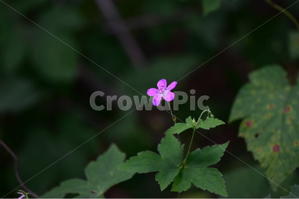 큰세잎쥐손이,야생화,식물,자연,꽃,생태,힐링,플라워,wildflower,flower,plants,nature,season,감성,느낌,emotion,feeling,여름,분홍색,여러해살이풀,쥐손이풀과,쥐손이풀속,식물,자연,plants,nature,꽃,flower