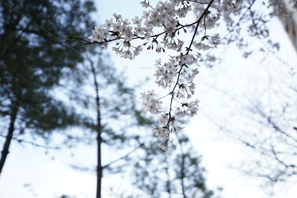 꽃,벚꽃,플라워,봄,느낌,감성,화이트,흰색,생명,생물,나무,식물,계절,flower,식물,자연,plants,nature,꽃,flower