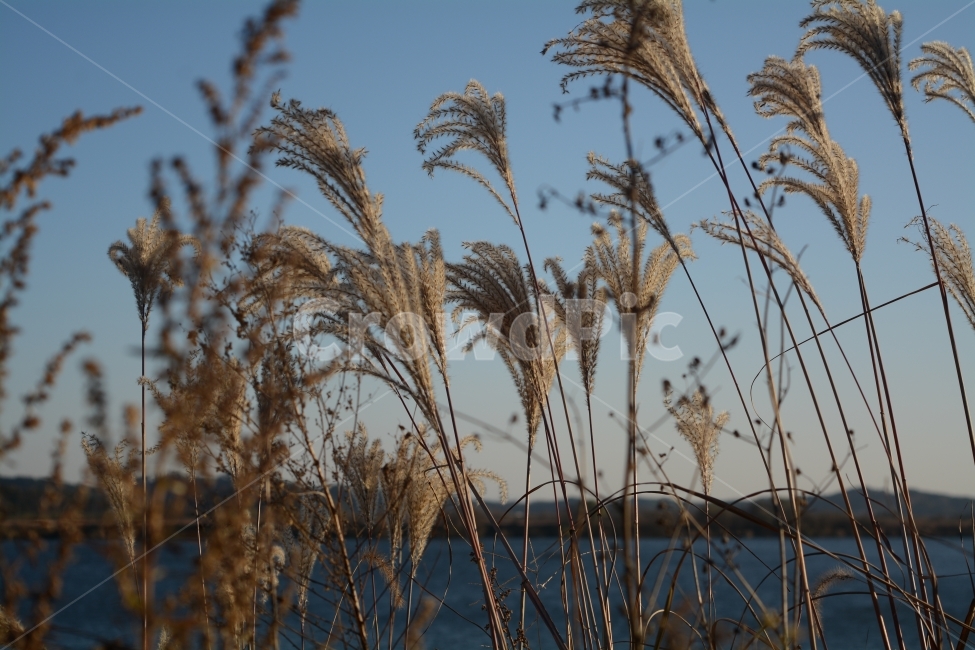 가을,억새,금강,자연,하늘,가을,계절,fall,autumn,season,식물,자연,plants,nature,grass,잔디,plant,lawn,reed,갈대