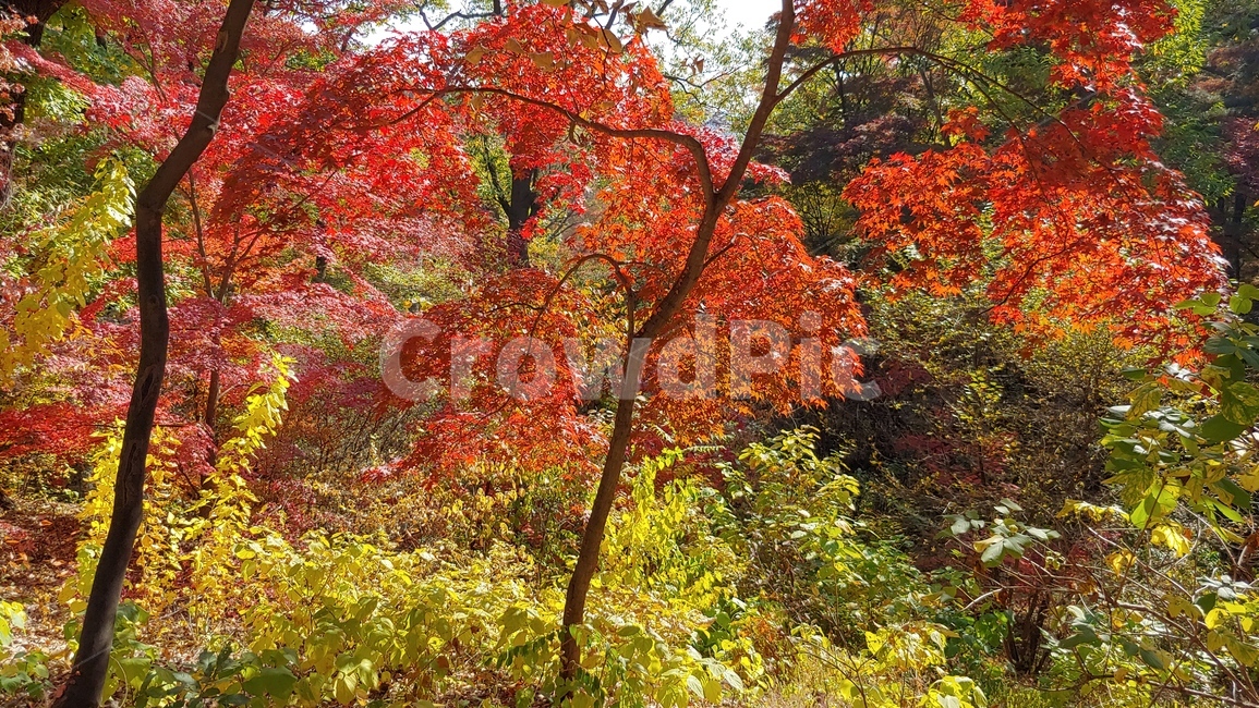 가을,단풍,나무,tree,잎,leaf,가을숲,빨강,가을,계절,fall,autumn,season,plant,식물,maple