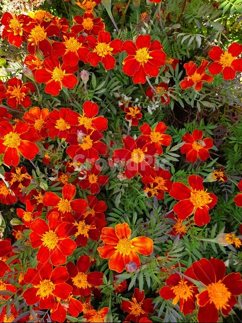 식물,꽃,금송화,flower,금송화꽃,식물,자연,plants,nature,꽃,flower