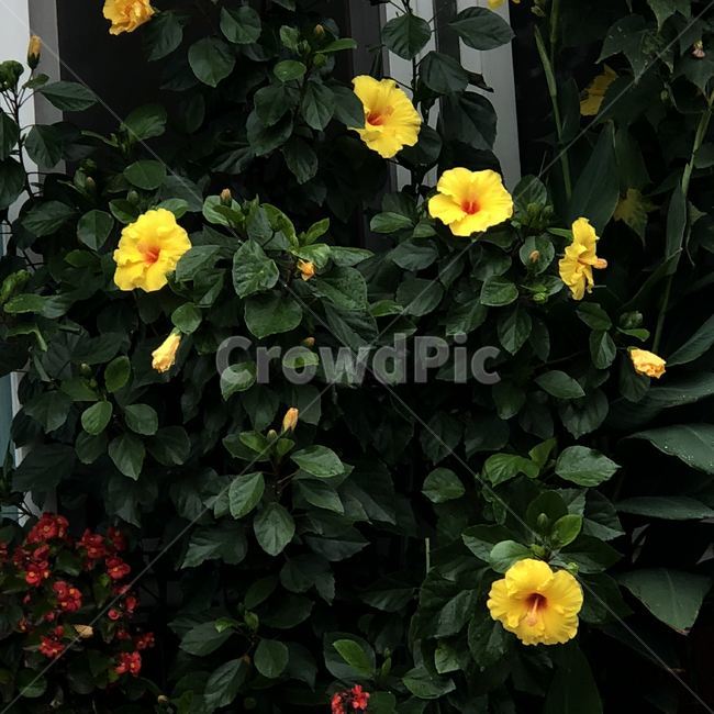 꽃,노란꽃,노란,노란색,예쁜,예쁜꽃,자연,식물,풍경,식물,자연,plants,nature,꽃,flower