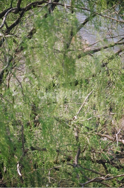 나무,나뭇가지,식물,잎,자연,풍경,식물,자연,plants,nature,나무,trees,wood