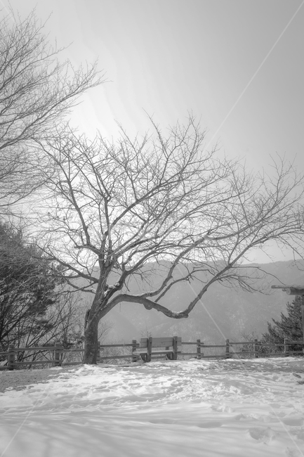 겨울,나무,tree,눈,벤치,외로움,감성사진,흑백사진,bw,자연,강원도,설산,풍경